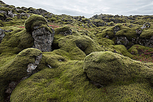 冰岛,苔藓密布,火山岩,石头,脸,苔藓,红色,蔓越莓,叶子
