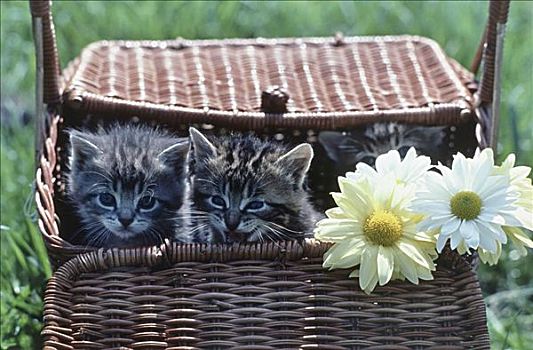 特写,三个,小猫,偷窥,柳条篮