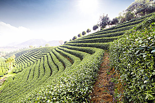 绿茶种植园,山