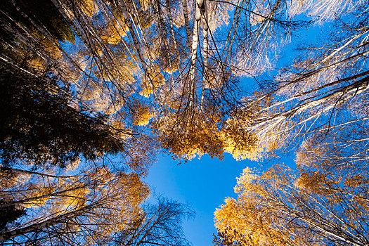 白桦树,树林,秋色