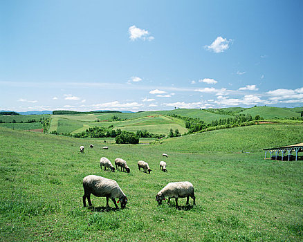 绵羊,农场