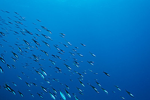 鱼群,游动,水下,蓝色,海洋,汤加,太平洋