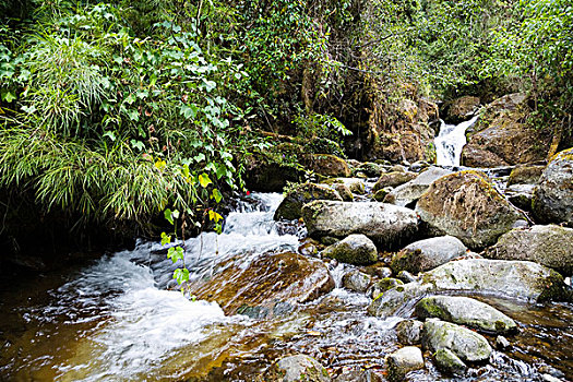 溪流,哥斯达黎加,中美洲