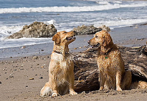 两个,金毛猎犬,坐,一起,海滩,加利福尼亚