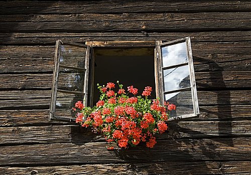 花,装饰,农场,窗户