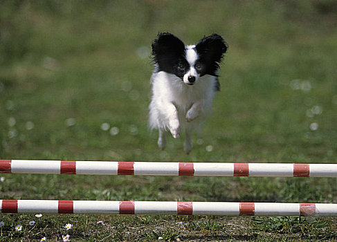 蝴蝶犬,跳跃,上方