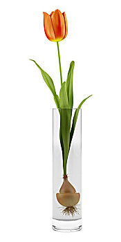 郁金香,玻璃花瓶,隔绝,白色背景,背景
