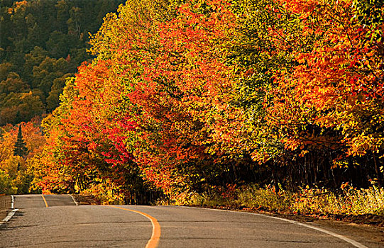 秋色,乡间小路,塔伯拉山,魁北克,加拿大