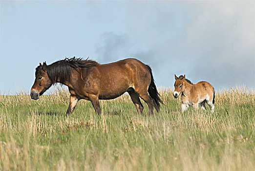 埃斯姆尔,母马,小马,高沼地,伊格莫尔国家公园,英格兰,英国,欧洲