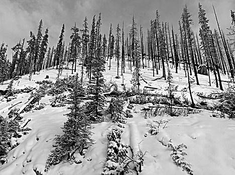 树,积雪,风景,改善,地区,玛琳湖,碧玉国家公园,艾伯塔省,加拿大