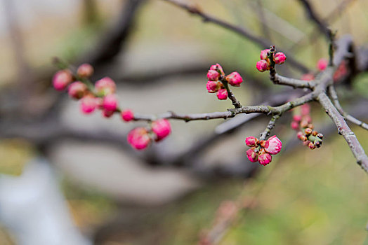 红梅花苞花蕾