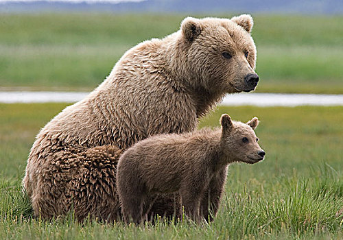 大灰熊,棕熊,女性,一岁,幼兽,卡特麦国家公园,阿拉斯加