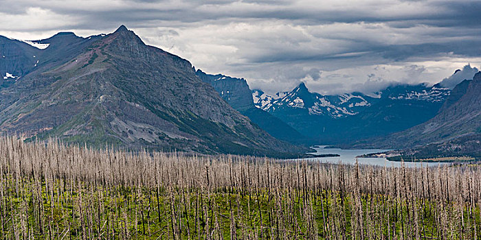 树,山脉,背景,道路,冰川国家公园,冰河,蒙大拿,美国