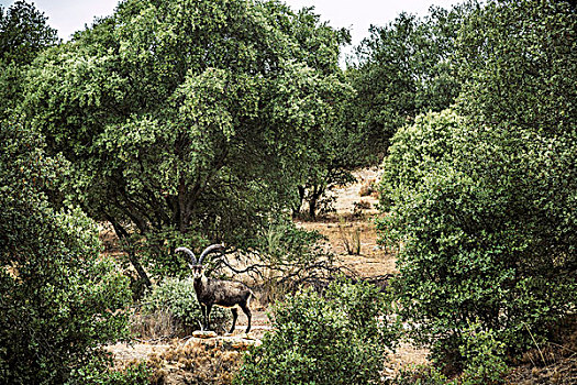 羚羊,树林,西班牙