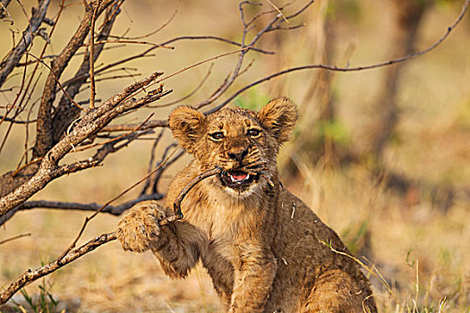 狮子,玩耍,幼兽,咬,细枝,萨维提,乔贝国家公园,博茨瓦纳,非洲