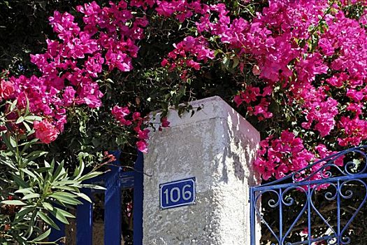 房门,开花灌木,锡拉岛,希腊