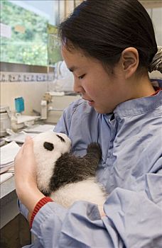 大熊猫,白天,老,幼兽,拿,研究,协助,卧龙自然保护区,濒危,中国