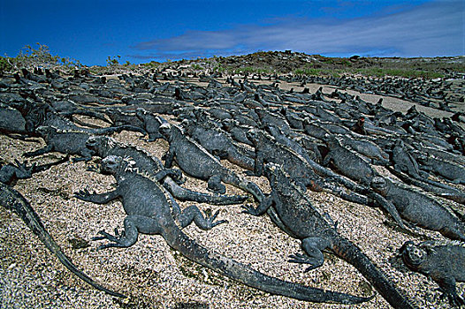 海鬣蜥,群,阳光,海滩,费尔南迪纳岛,加拉帕戈斯群岛,厄瓜多尔