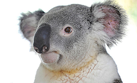 树袋熊,幼小,昆士兰,澳大利亚