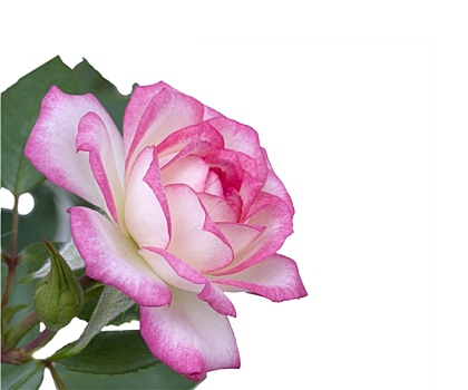 母亲节,花,粉色,白色蔷薇