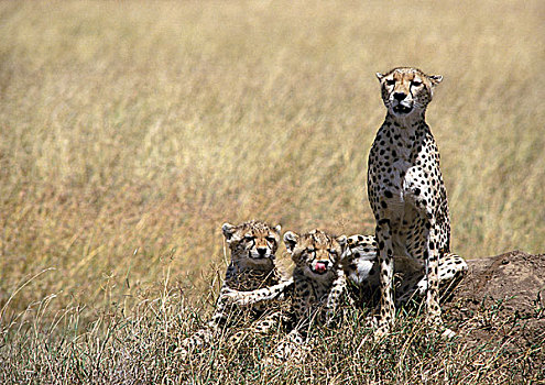 东方,非洲猎豹,母亲,两个,幼兽,坐,草地,大草原