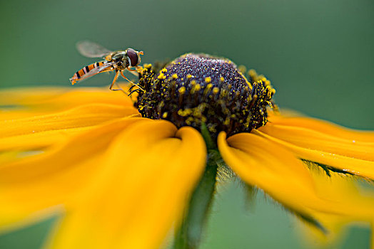 蜜蜂019
