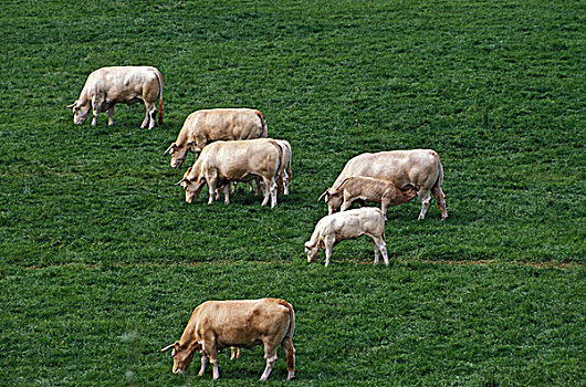 金发,家牛,法国,牧群,吃草