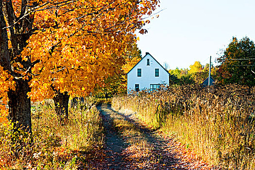 秋叶,房子,新布兰斯维克,加拿大