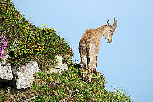 阿尔卑斯野山羊,羱羊,俯视,斜坡,伯恩高地,伯恩,瑞士,欧洲