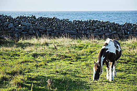 传统,爱尔兰,风景,一个,马,放牧,干燥,石头,排列,地点,阿伦群岛