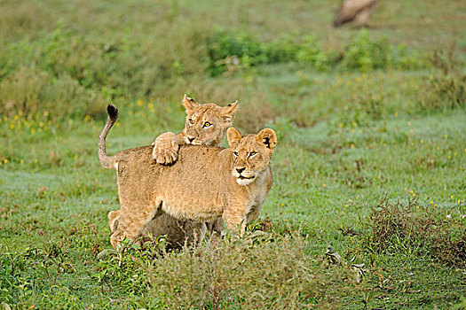 狮子,幼兽,恩戈罗恩戈罗,保护区,坦桑尼亚,非洲