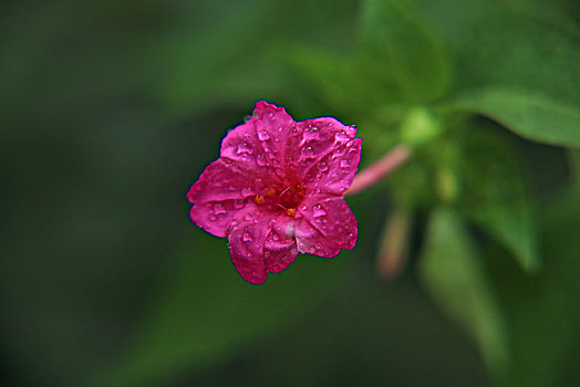 紫茉莉