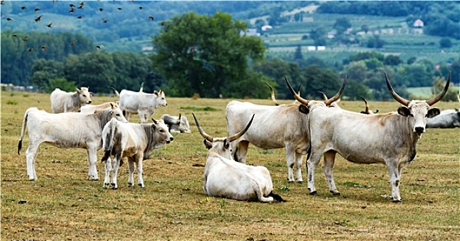 匈牙利,公牛