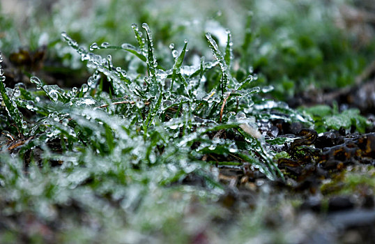 重庆酉阳,雨凇中的冰凌花