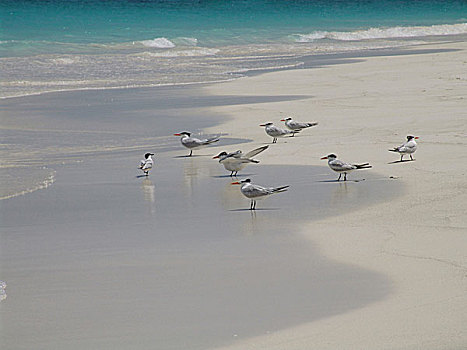 湖,海滩,海鸥,水,蓝色,青绿色,沙滩,鸟,动物,栖息地,度假,旅游,墨西哥,尤卡坦半岛,野生动物