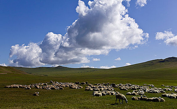 额尔古纳河,恩河,哈马尔河林地