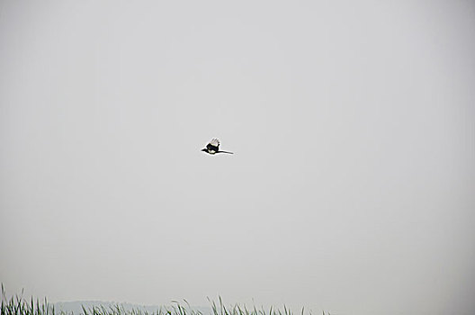 一只鸟儿在草地的上方飞过