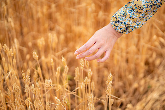 小麦和手