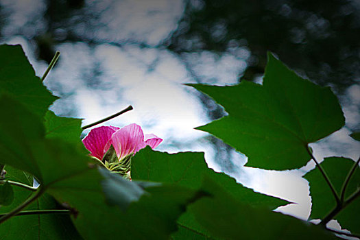 美艳的芙蓉花,木芙蓉,拒霜花,木莲,地芙蓉,华木