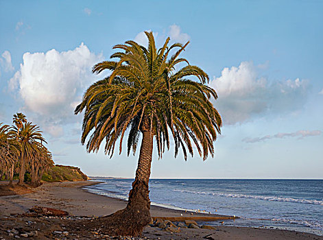 棕榈树,加利福尼亚