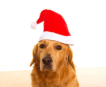 金毛猎犬,狗,圣诞老人,红色,帽子