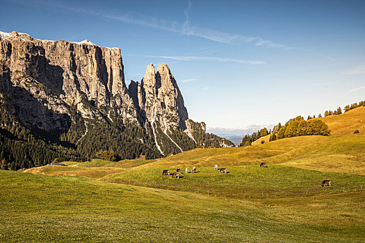 牧群,母牛,远景,白云岩,特兰提诺阿尔托阿迪杰,意大利