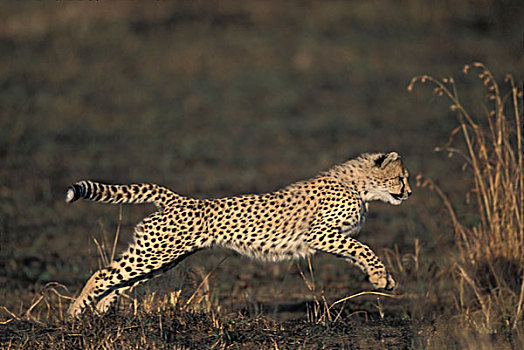 非洲,肯尼亚,马塞马拉野生动物保护区,年轻,印度豹,幼兽,猎豹,跑,热带草原