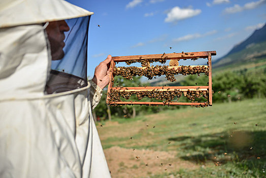 养蜂,活动,工作