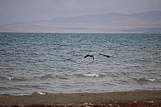 青海湖