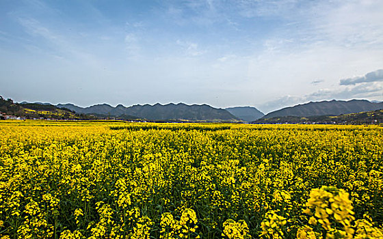 陕西汉中油菜花等