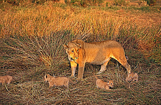 非洲狮,狮子,雌性,幼兽,马赛马拉,公园,肯尼亚
