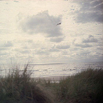 风景,草,沙丘,孤单,海鸥,飞,上方,海边,荷兰