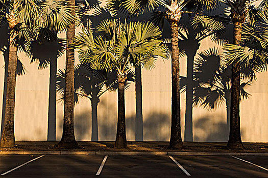 棕榈树,褶皱,墙壁,街道