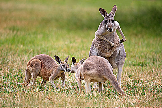 东方,灰色,袋鼠,女性,成年,年轻,澳大利亚